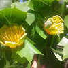 Tulip Poplar