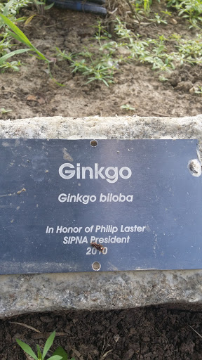 Ginkgo Biloba