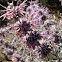 Sagebrush flowers