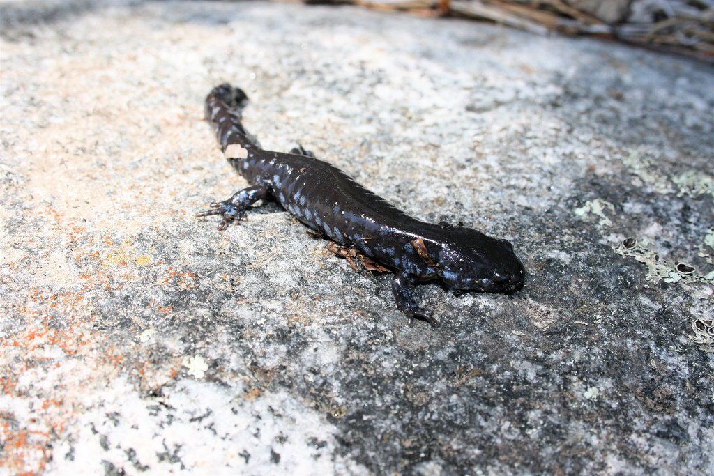 Blue-spotted Salamander 