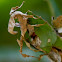 Spiny Leaf Insect