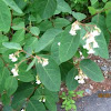 Spreading Dogbane