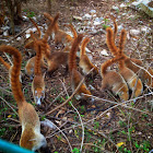 White-Nose Coati