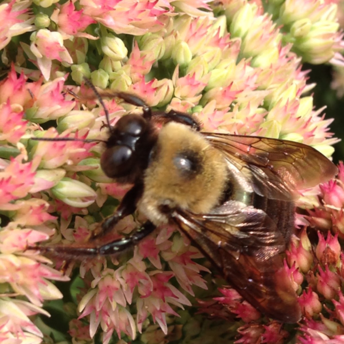 Eastern Bumblebee