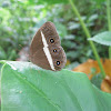 Smooth-eyed bushbrown