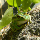 Motorbike frog/Western Golden Bell frog