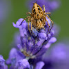 Oxyopes heterophthalmus