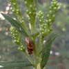 Brown Leaf Hopper