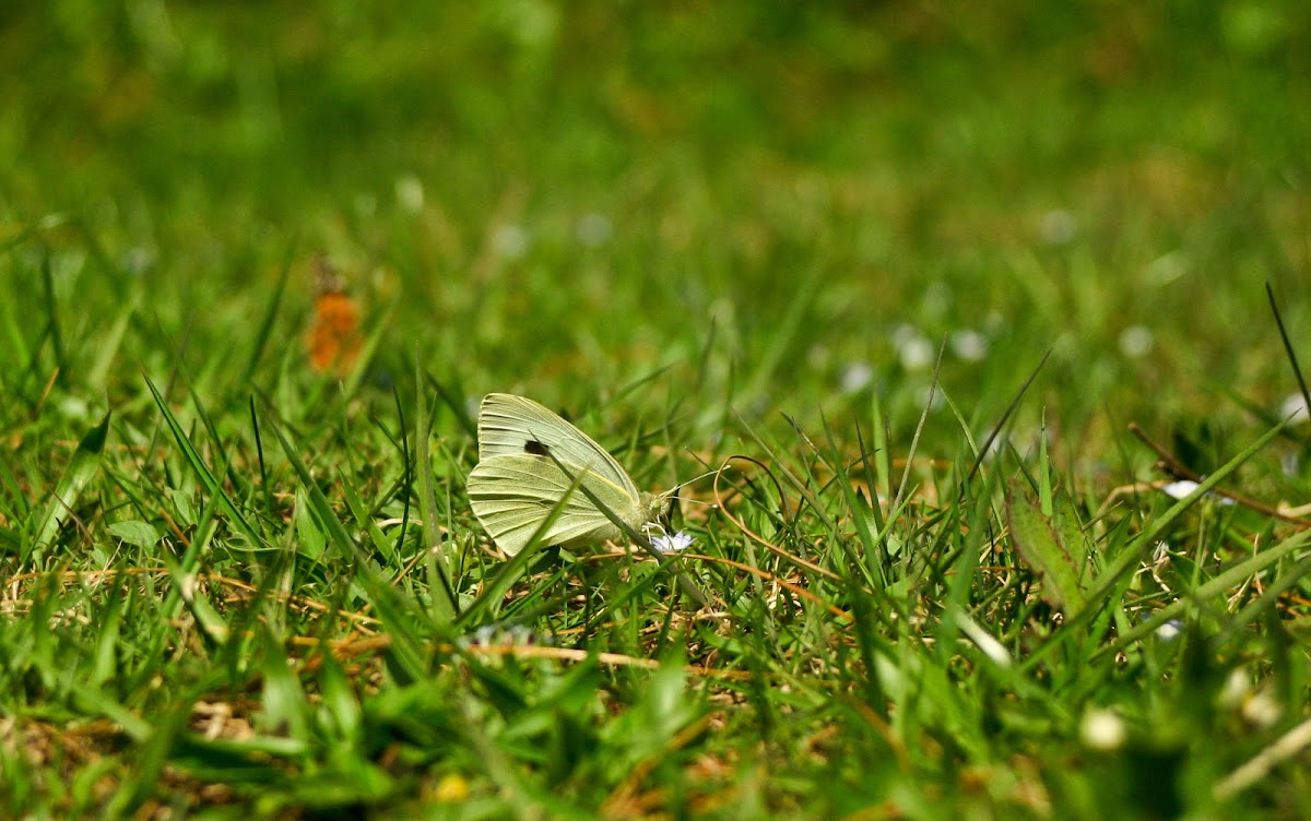 Green-veined White Butterfly