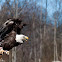 American Bald Eagle (Mature)