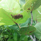 Coccoloba uvifera