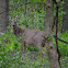 White-tailed deer