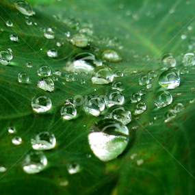 Habarala drops by Uthpala Kuruppuarachchi - Nature Up Close Leaves & Grasses