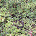 Copperbelly water snake