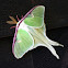 Luna Moth