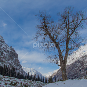 Naked Tree by Waqas Ahmed - Landscapes Mountains & Hills