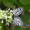 butterflies[Common Pierrot ]