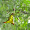 Arrow-shaped Micrathena