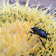 Cactus Longhorned Beetle