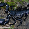Asian Forest Scorpion, giant forest scorpions