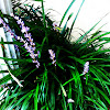 Monkey Grass-Royal Purple
