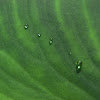 Taro leaves