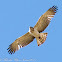 Short-toed Snake Eagle; Aguila Culebrera