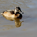 (Female) Ring-necked Duck