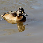 (Female) Ring-necked Duck