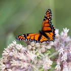 Monarch butterfly (male)