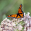 Monarch butterfly (male)