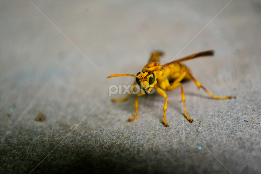 wasp (bolta ) by Dibyendu Nath - Animals Insects & Spiders