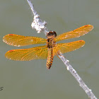 Eastern Amberwing (male)
