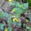 Yellow corydalis