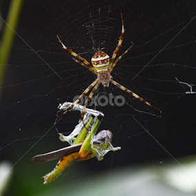 by Zoelman Rf - Animals Insects & Spiders