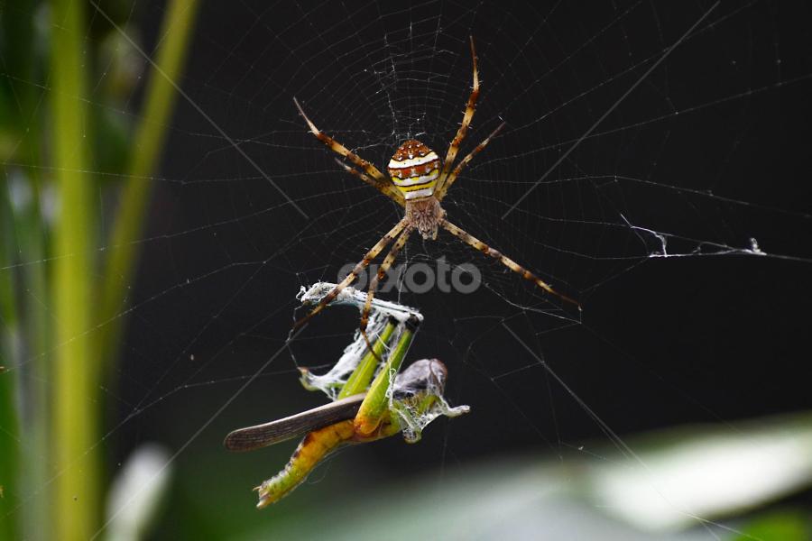 by Zoelman Rf - Animals Insects & Spiders