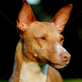 by Oniram Reivar - Animals - Dogs Portraits