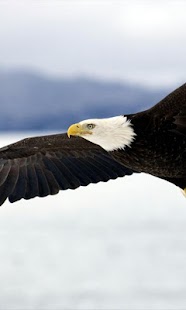 Eagle Live Wallpaper Screenshots 8