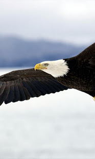 Eagle Live Wallpaper(圖4)-速報App