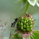 Ant mimic bug nymph