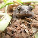 Gulf Coast Toad