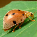 Squash Beetle