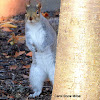 Eastern Gray Squirrel