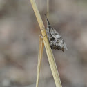 American Snout Butterfly