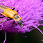 Goldenrod Soldier Beetle