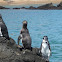 Galapagos Penguin