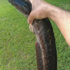 Snakehead (large)