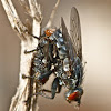 Flies (mating)