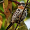 Spot-bached Puffbird
