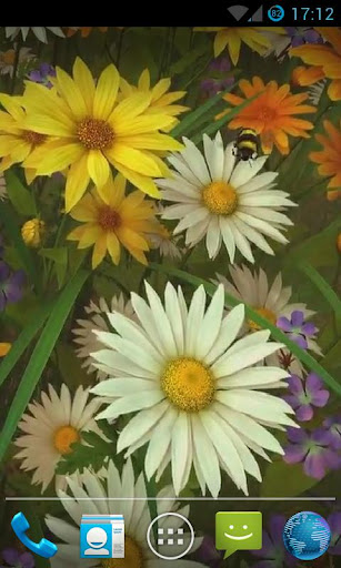 Bee Live Wallpaper HD